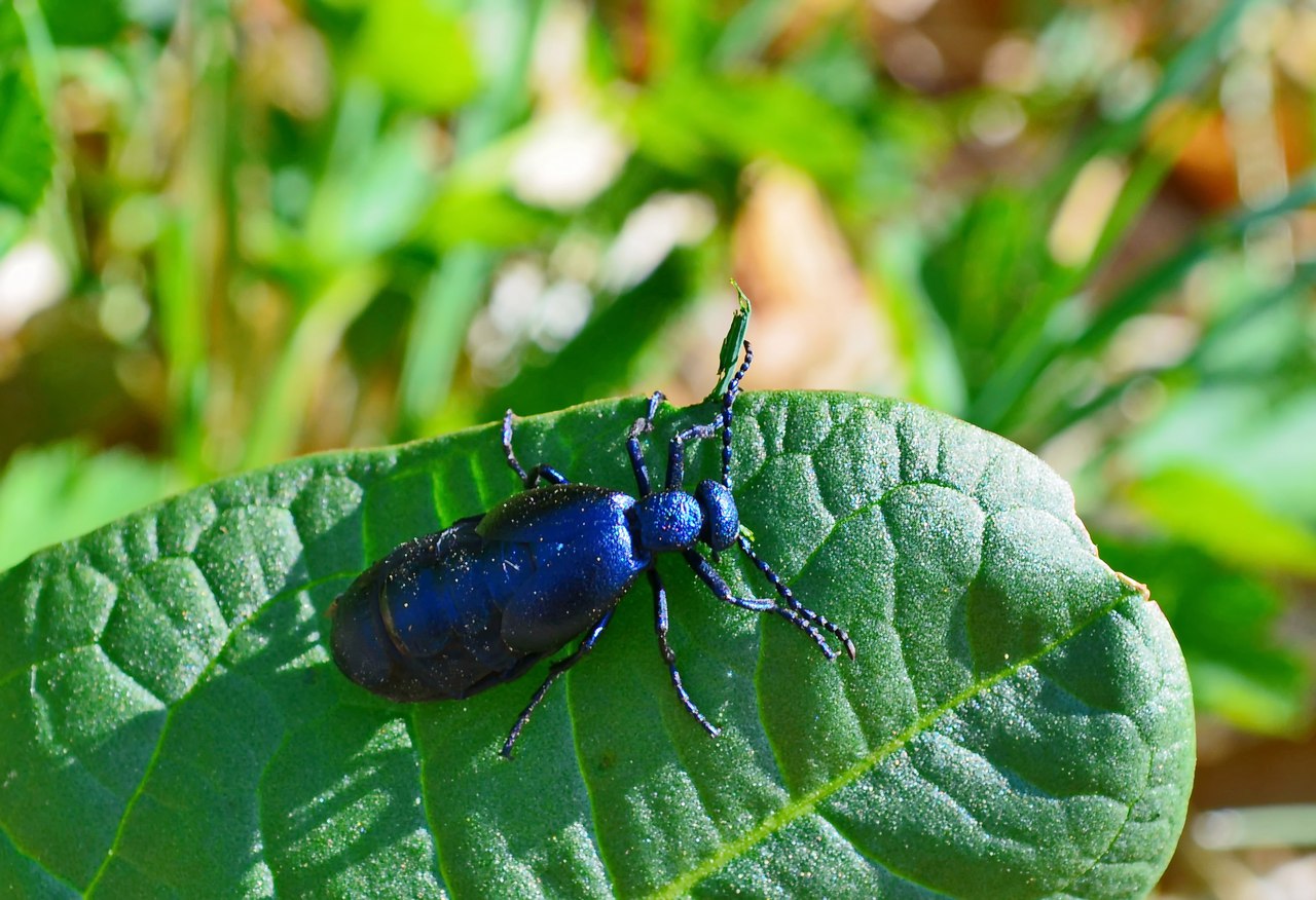 Чайная беседка