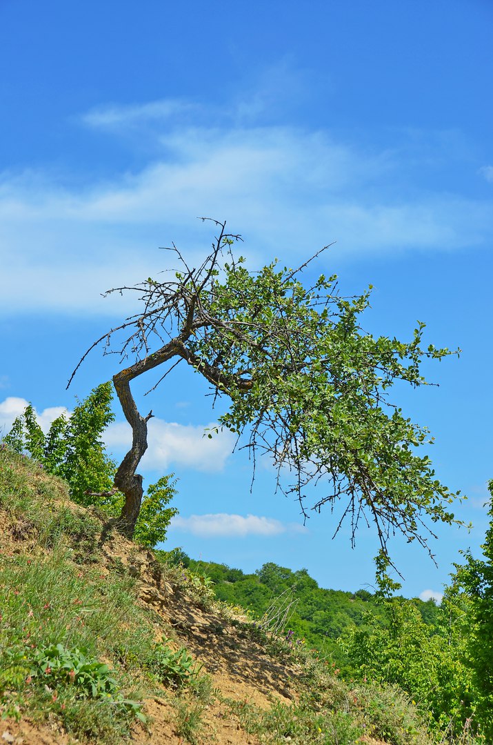 Чайная беседка