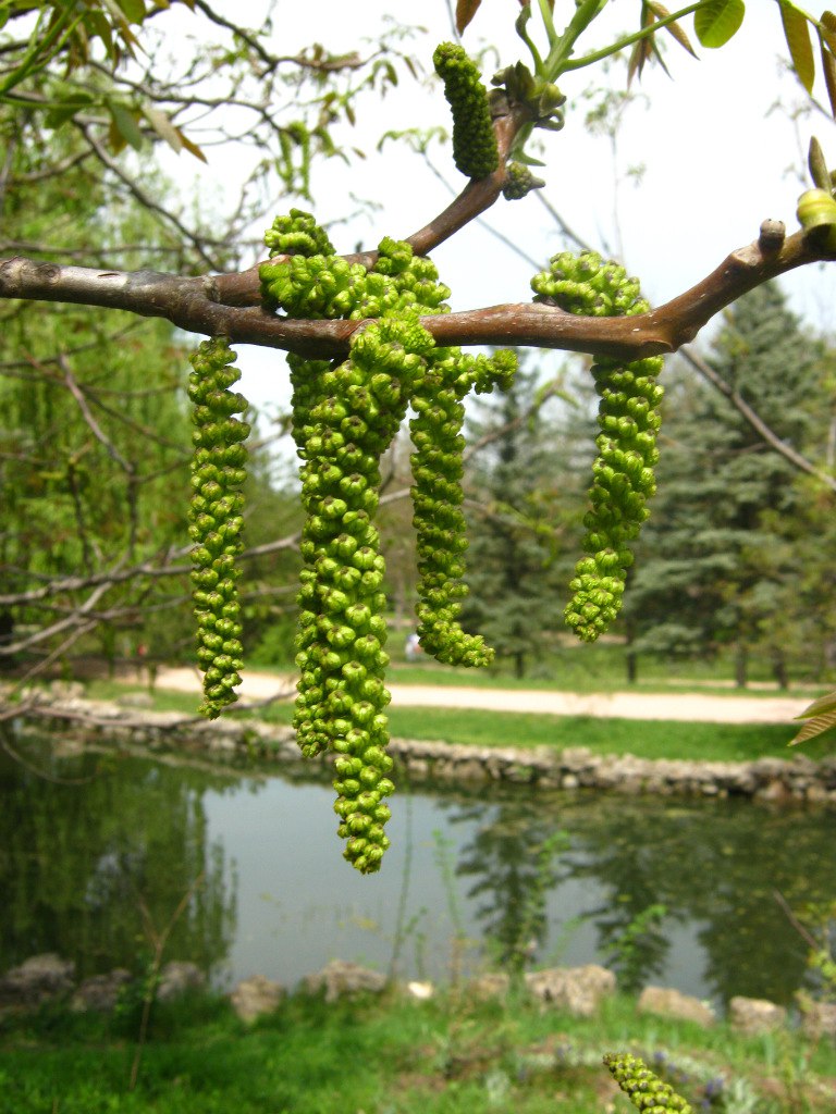 Чайная беседка