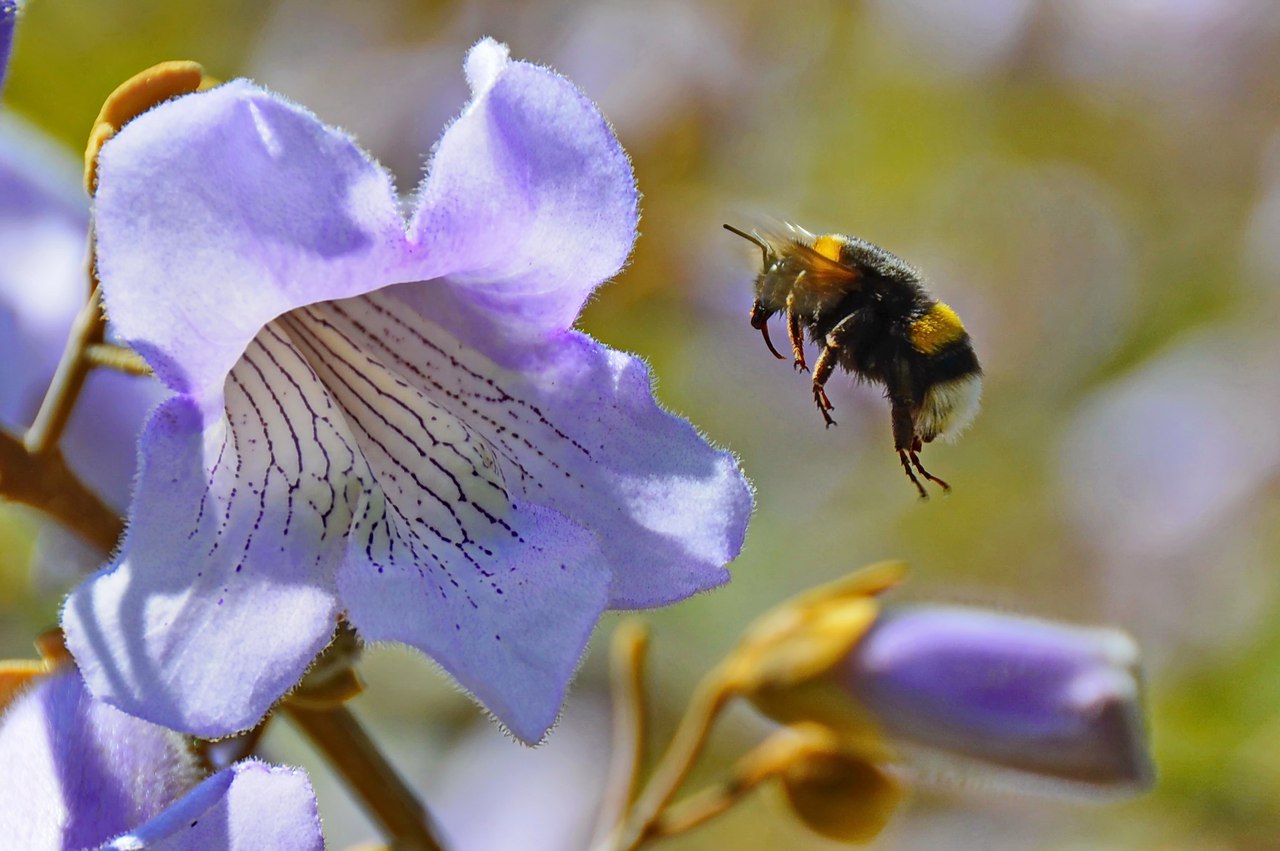 Чайная беседка
