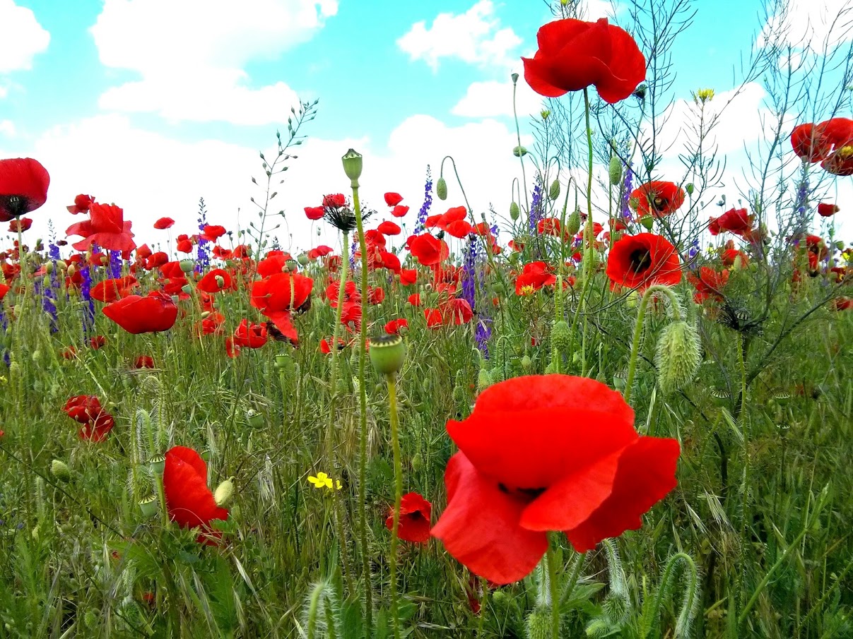 Чайная беседка