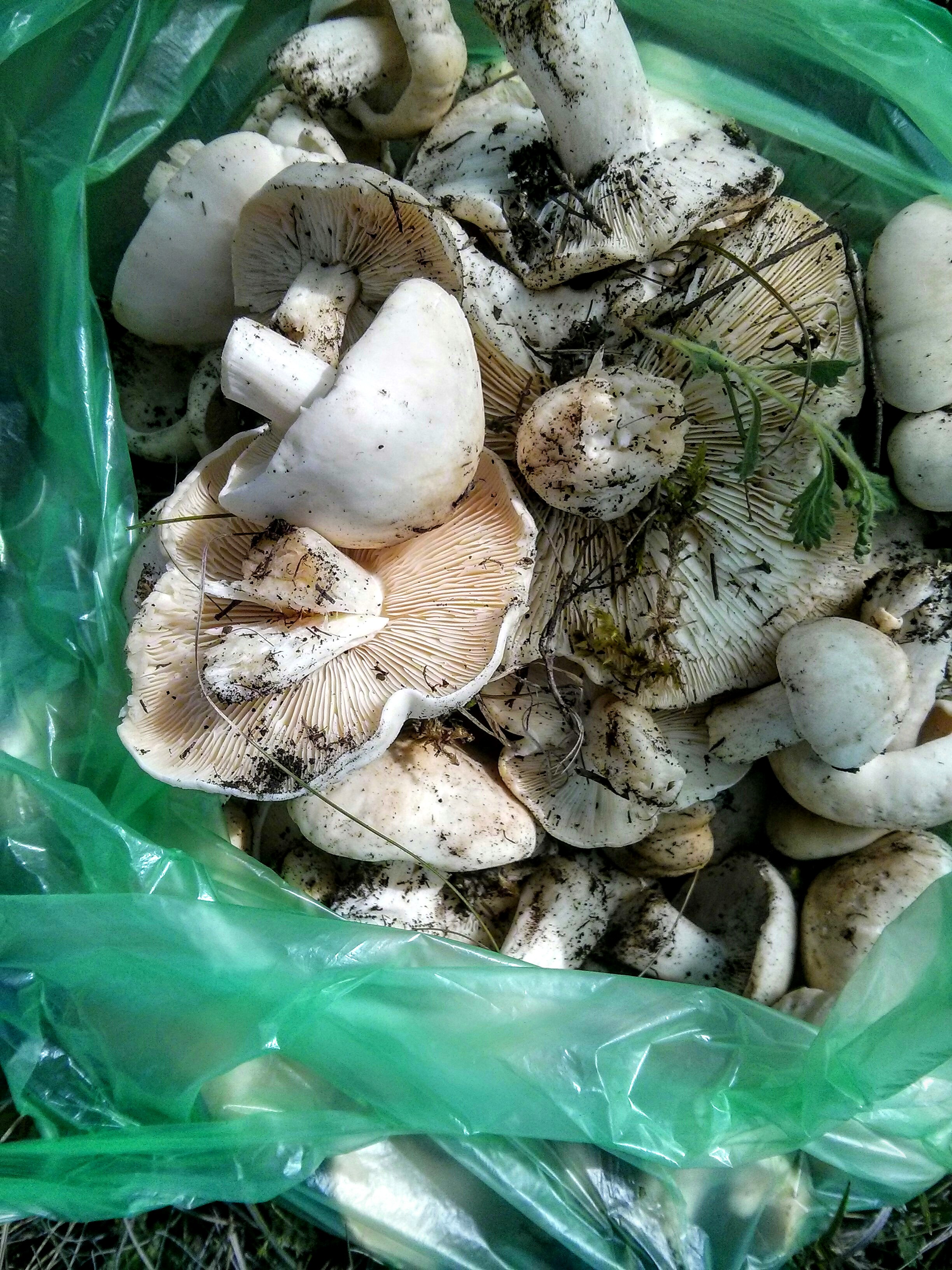 Чайная беседка