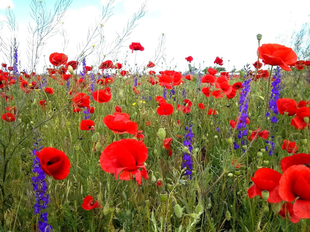 Чайная беседка