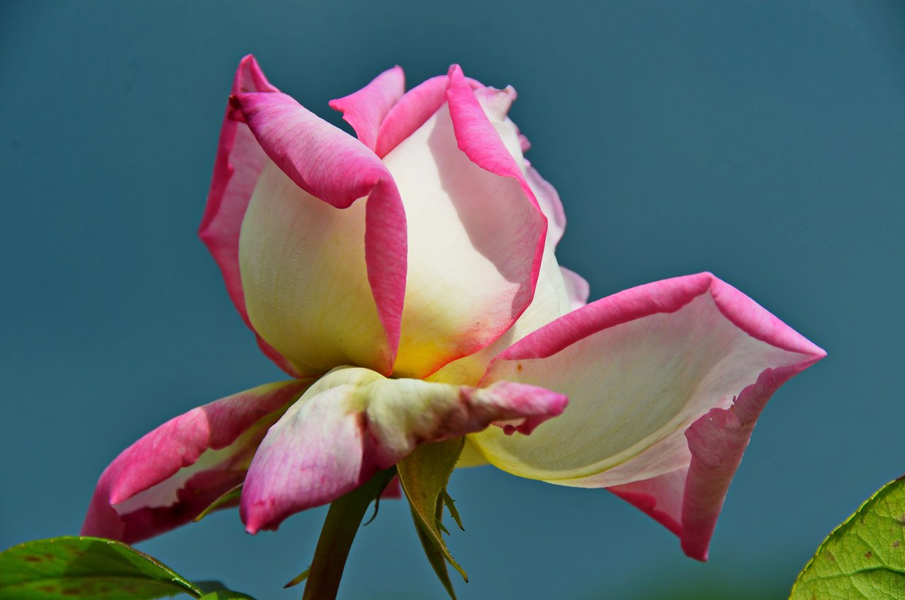 Чайная беседка