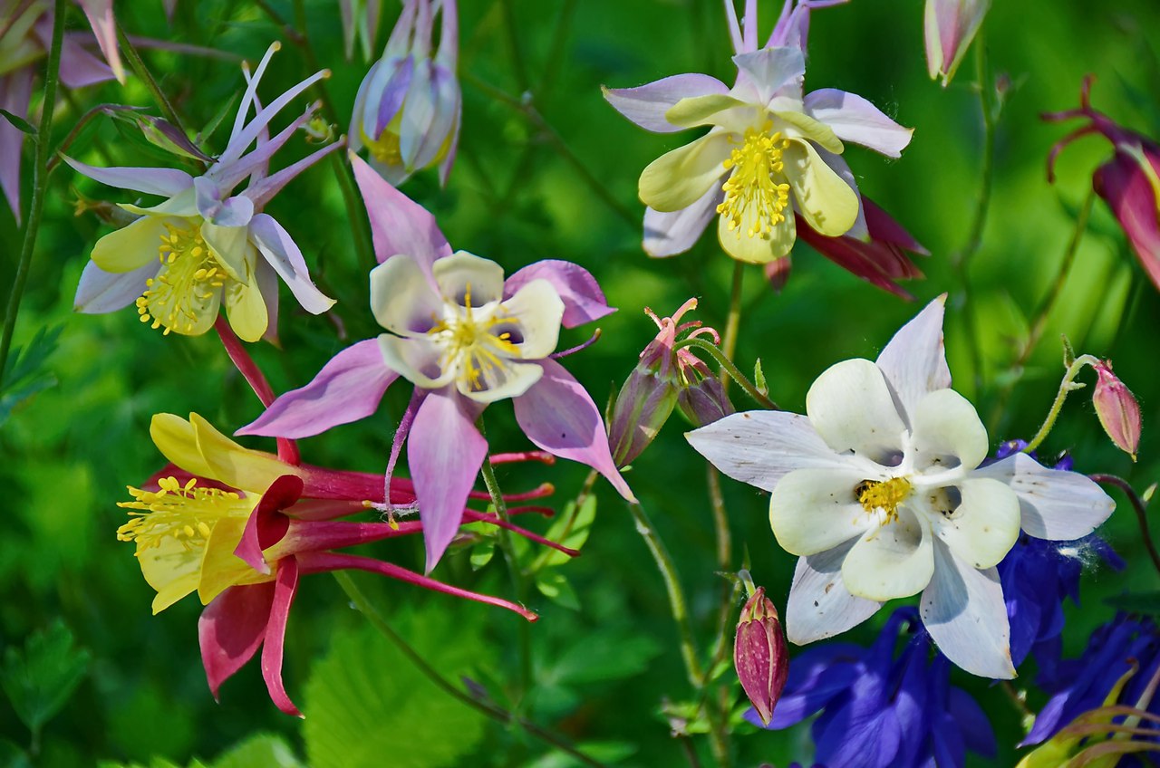 Чайная беседка