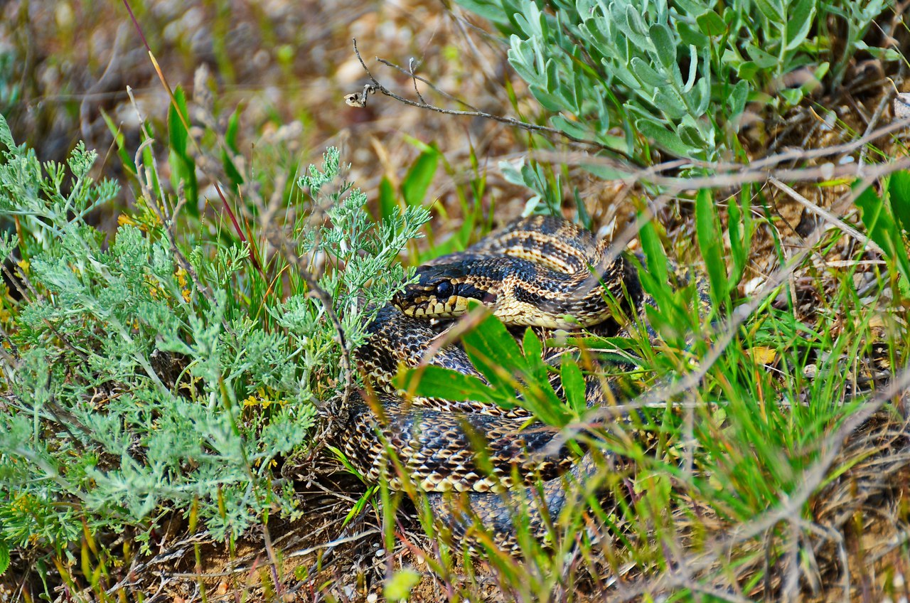 Чайная беседка