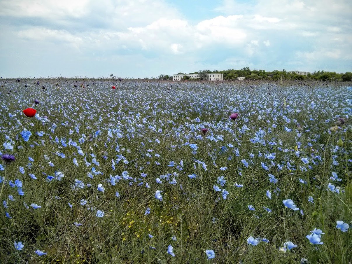 Чайная беседка