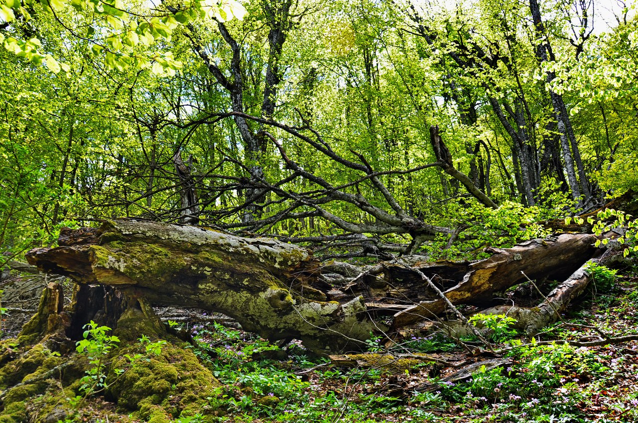 Чайная беседка