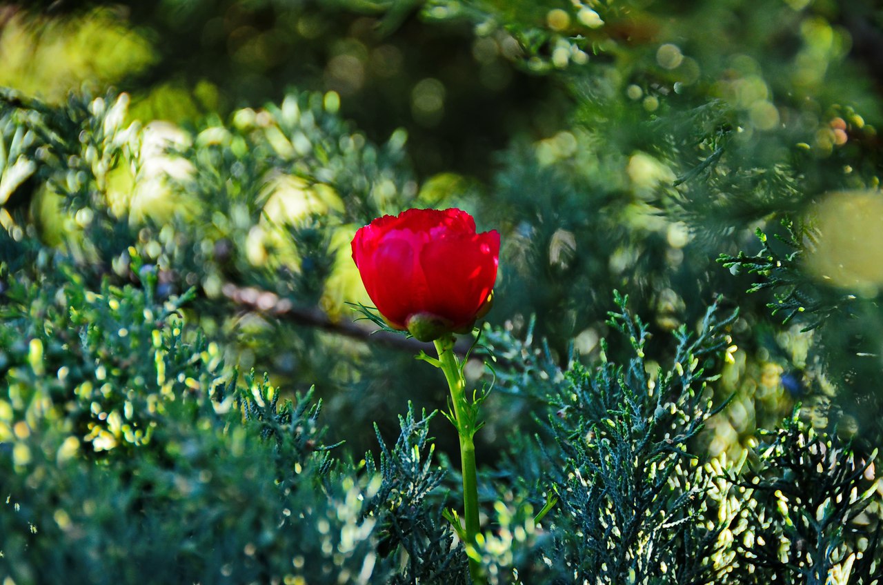 Чайная беседка