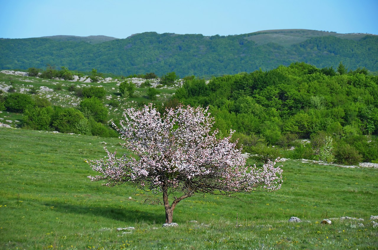 Чайная беседка
