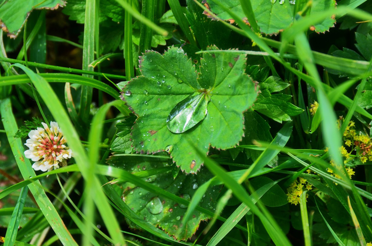 Чайная беседка