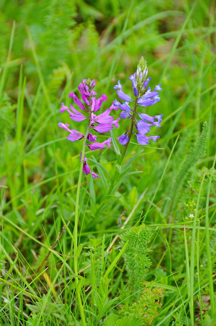 Чайная беседка