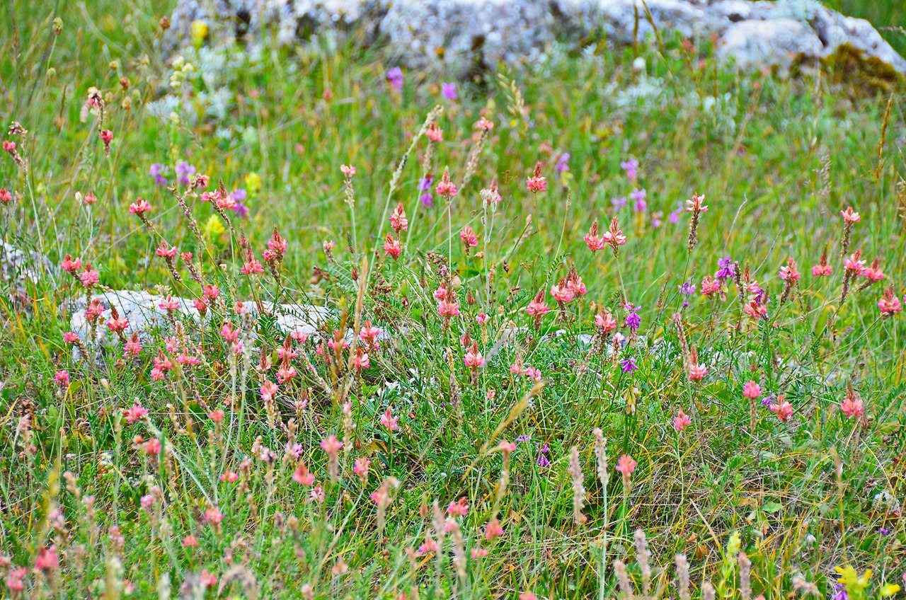 Чайная беседка
