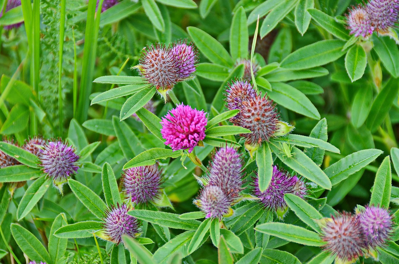 Чайная беседка