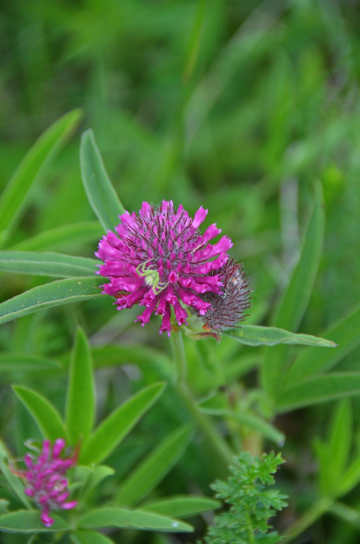 Чайная беседка