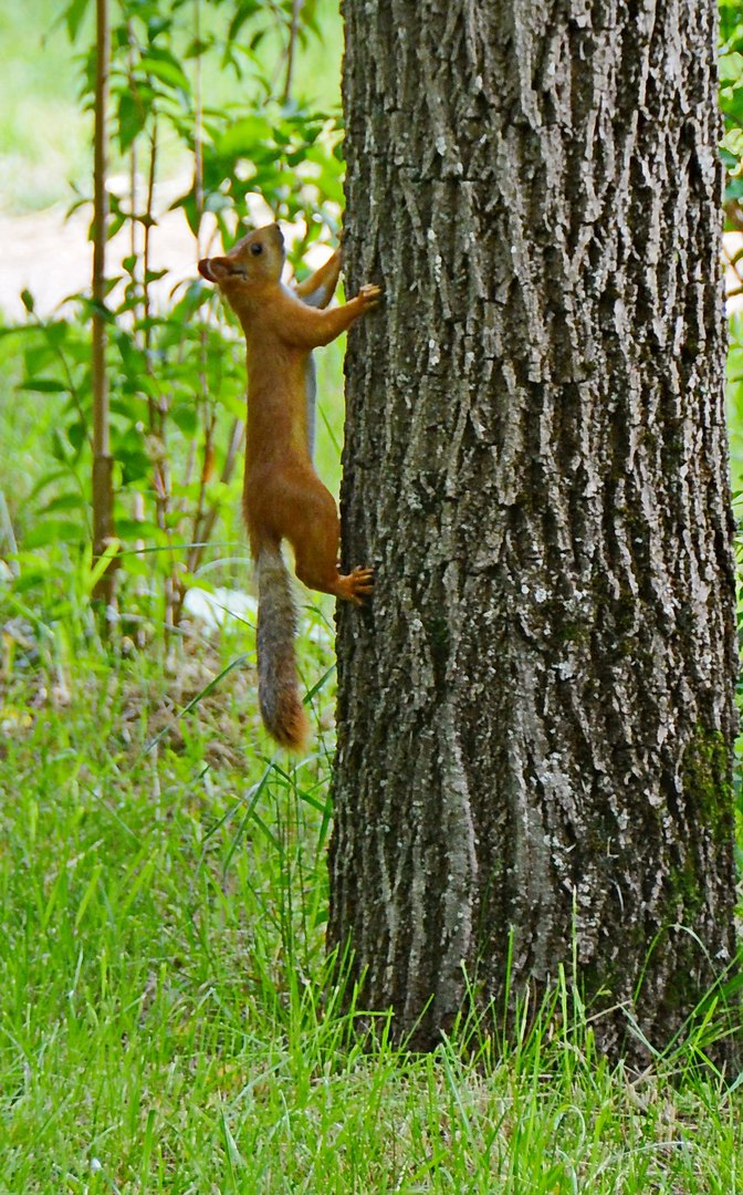 Чайная беседка