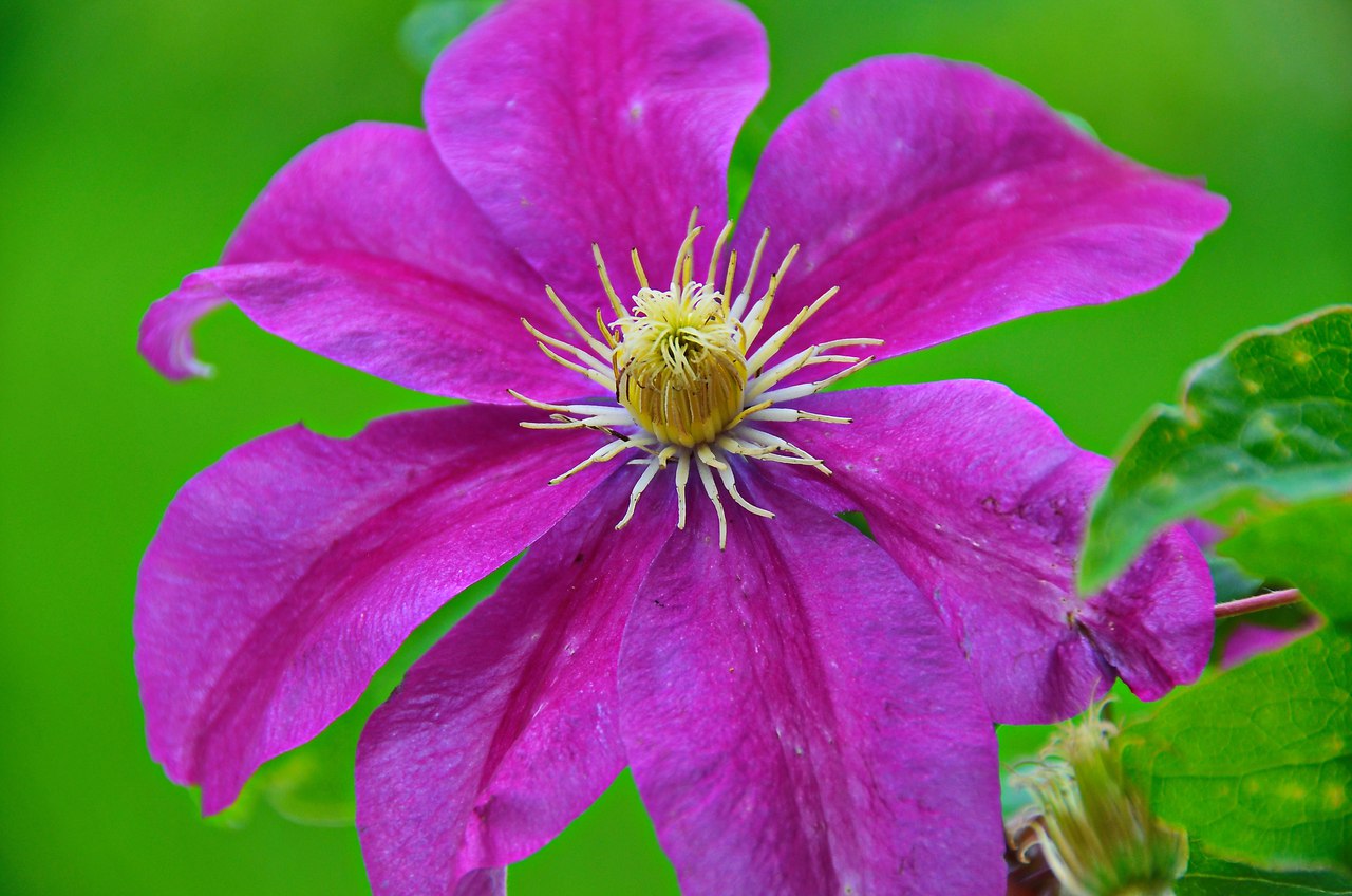 Чайная беседка