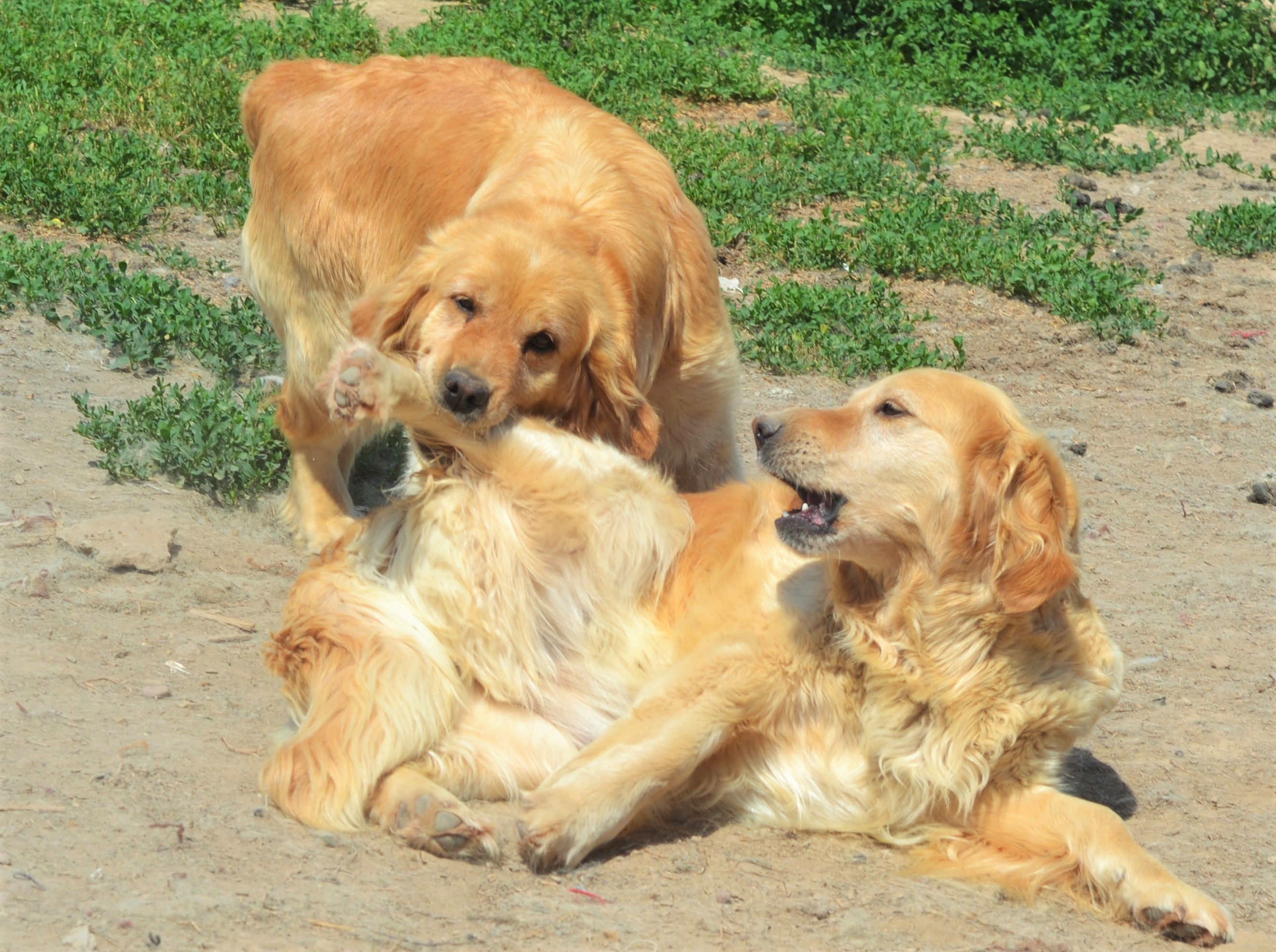 Необычная дружба в наших домах