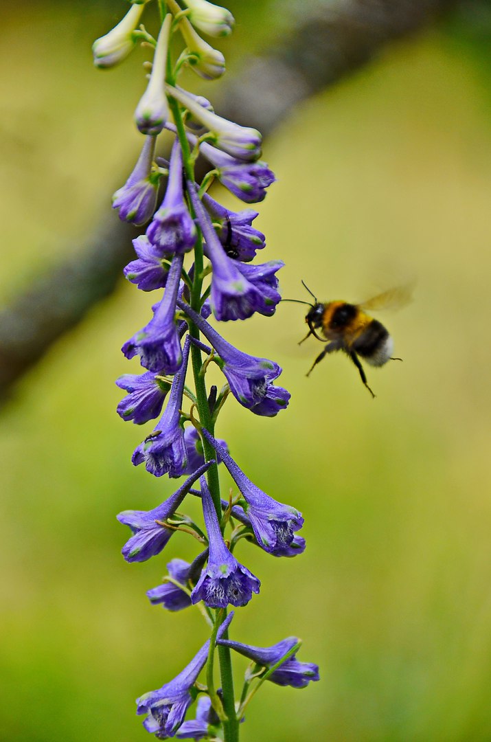 Чайная беседка
