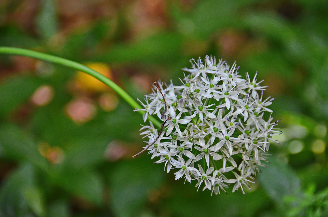 Чайная беседка