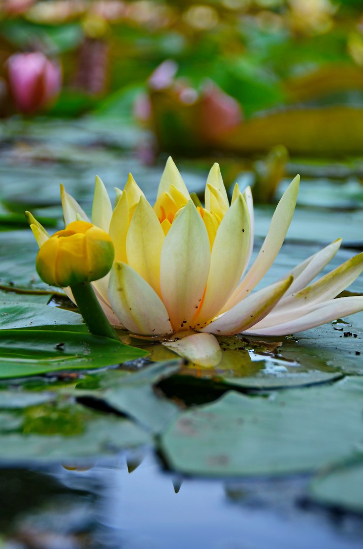 Чайная беседка