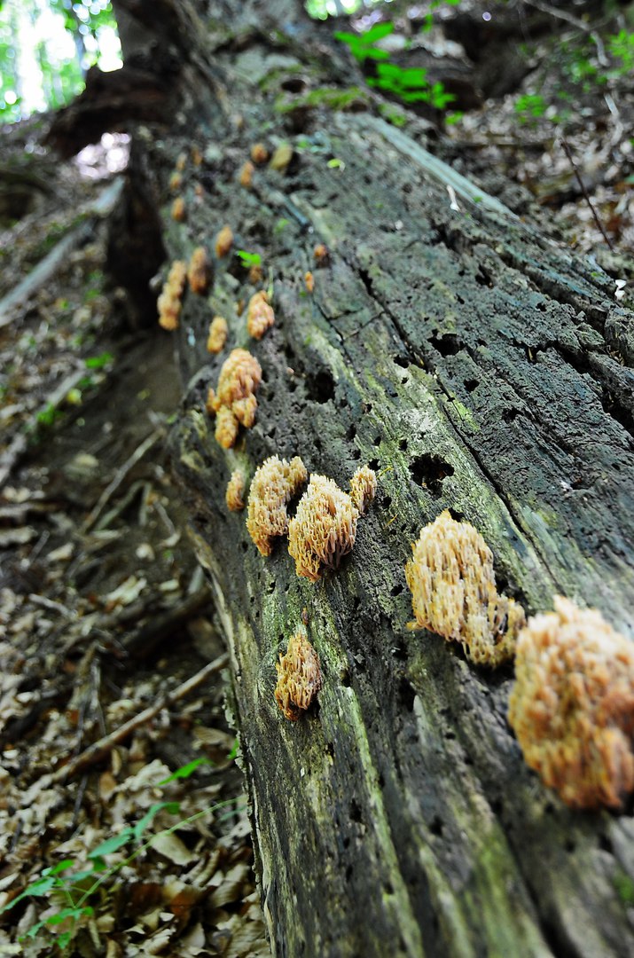 Чайная беседка