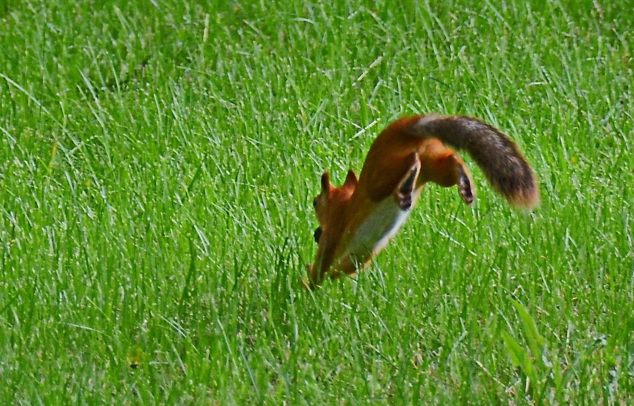 Чайная беседка