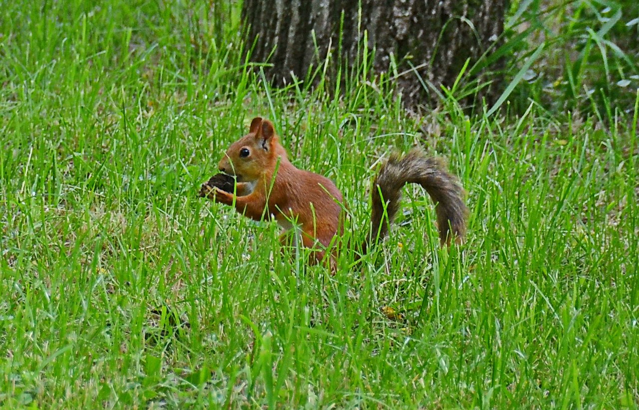 Чайная беседка