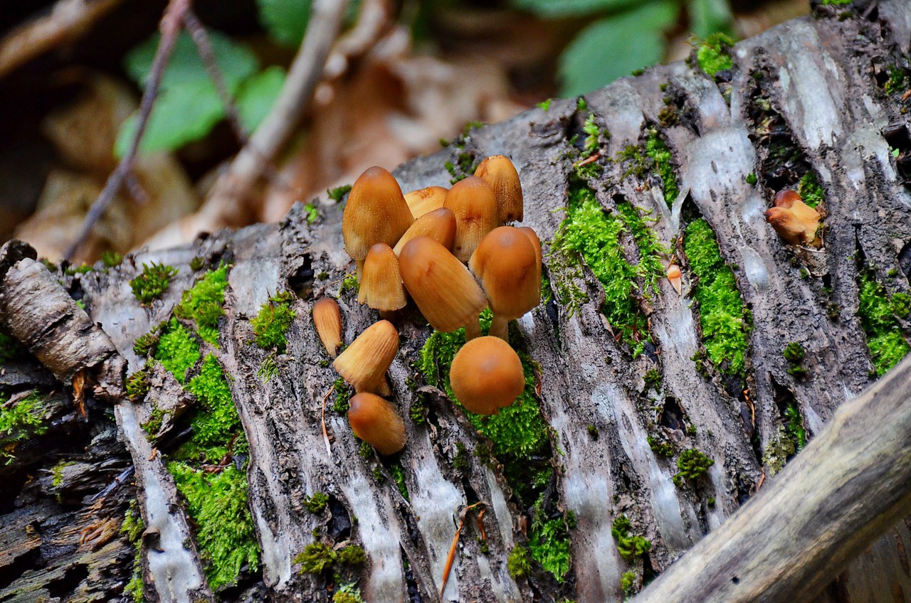 Чайная беседка