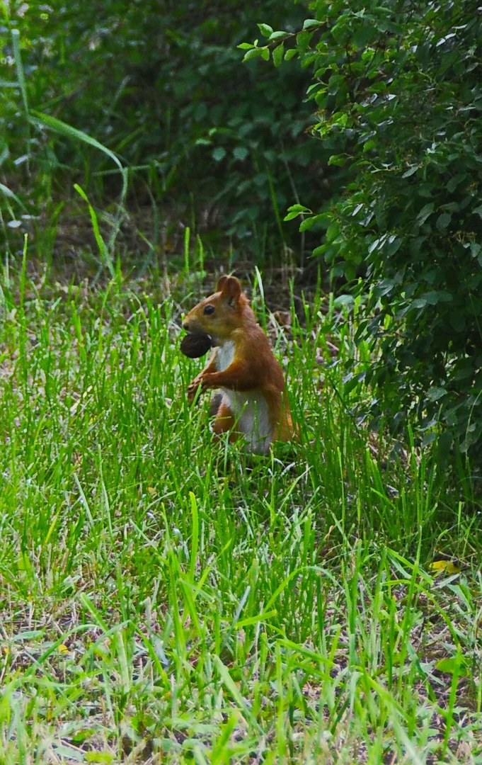 Чайная беседка