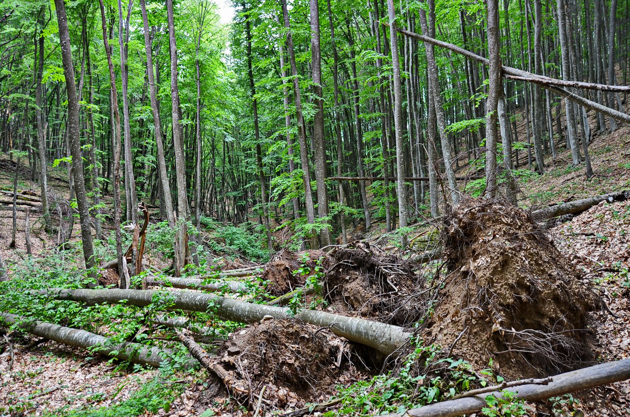Чайная беседка