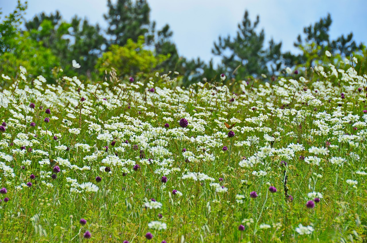 Чайная беседка
