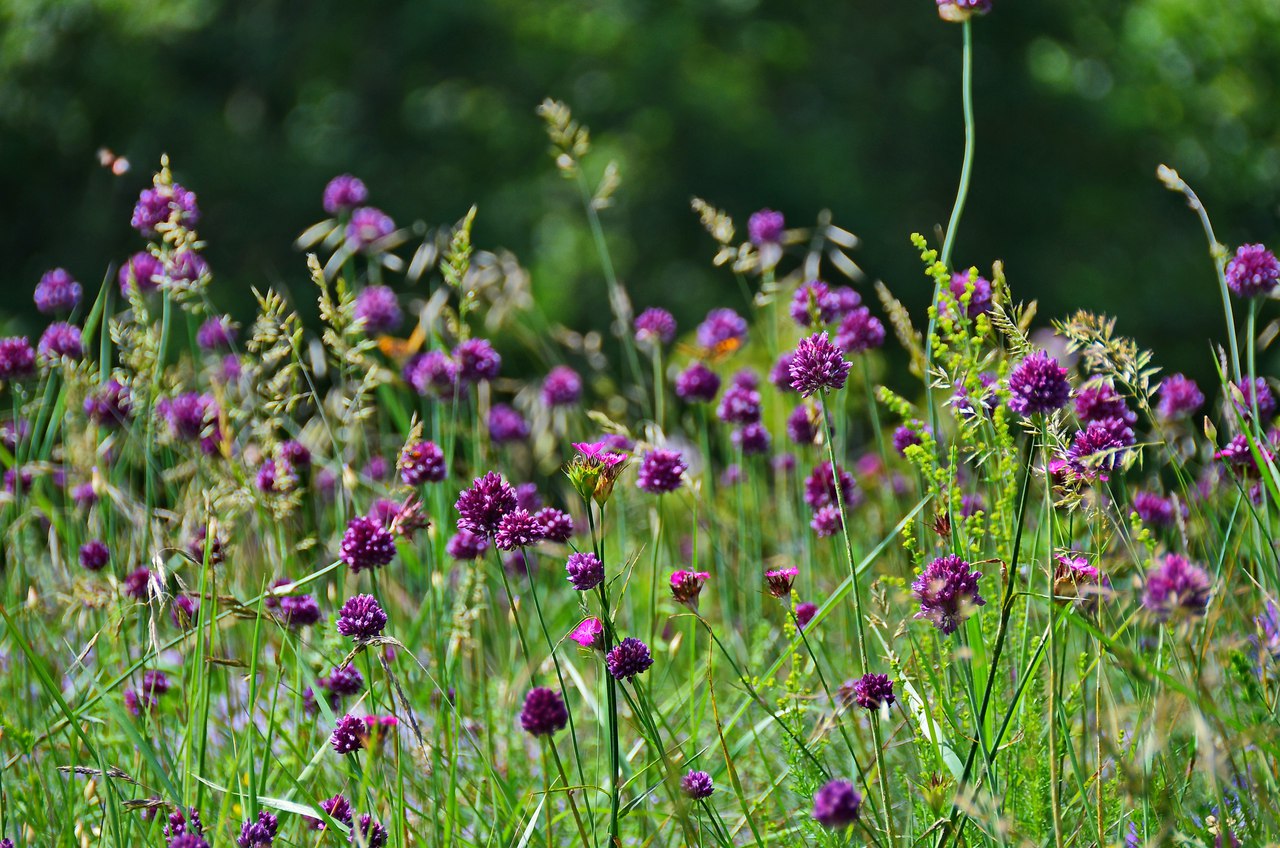 Чайная беседка