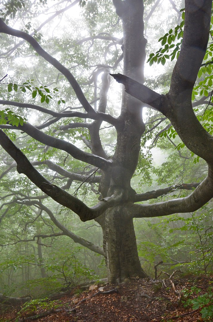 Чайная беседка