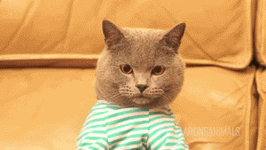 3262ae8a548fc3ad30aac4bbbe9f265a.gif