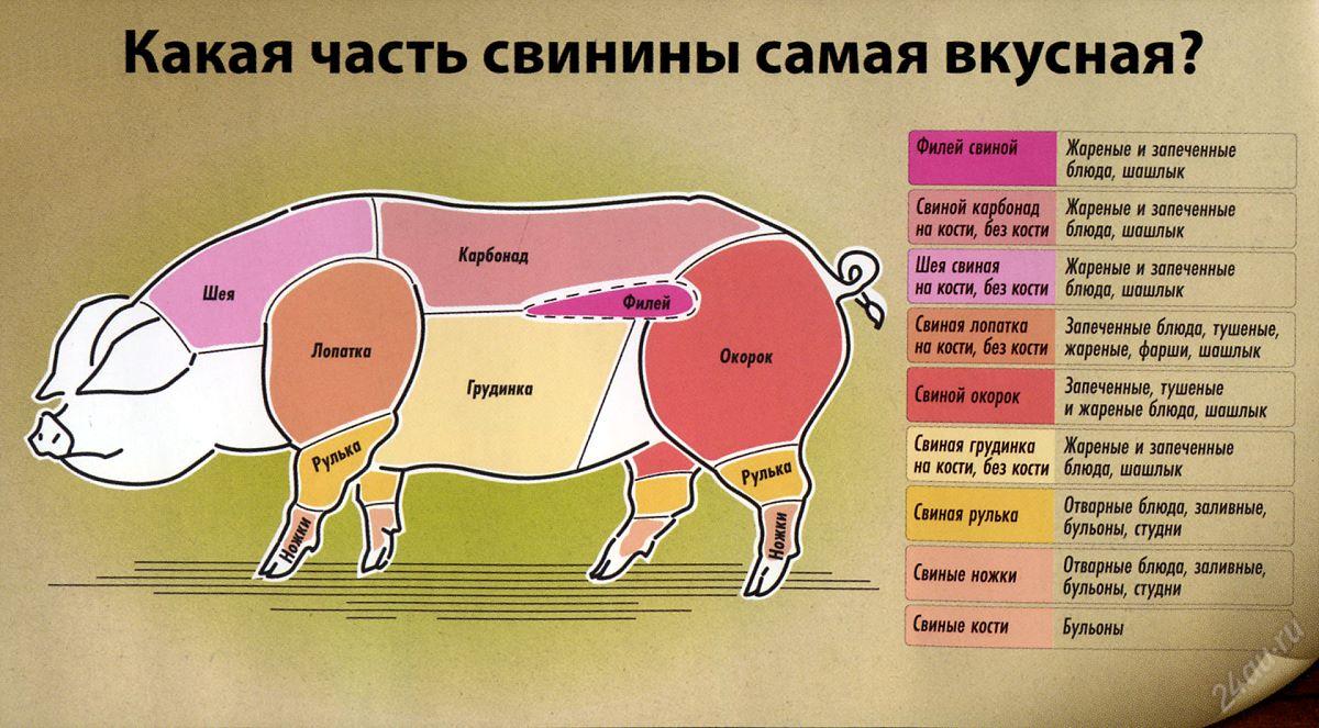 Воспаление десен у кошек фото. Воспаление десен Аппарат для диагностики кожи EH-900U - Космопрайм