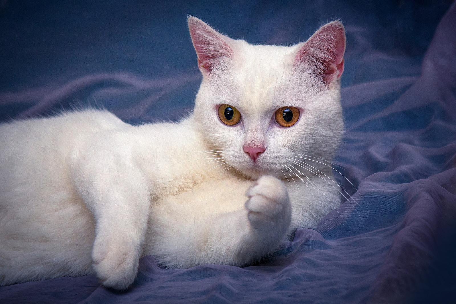британские белые коты фото