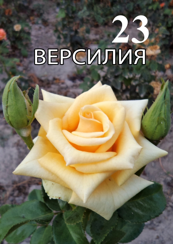 Роза Версилия Фото И Описание – Telegraph