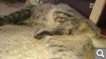 57b6f0698ef1dd595539c3bd4c0abcb1.png