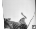 68ebb68661d5e1b6d42591ce53242bcc.png