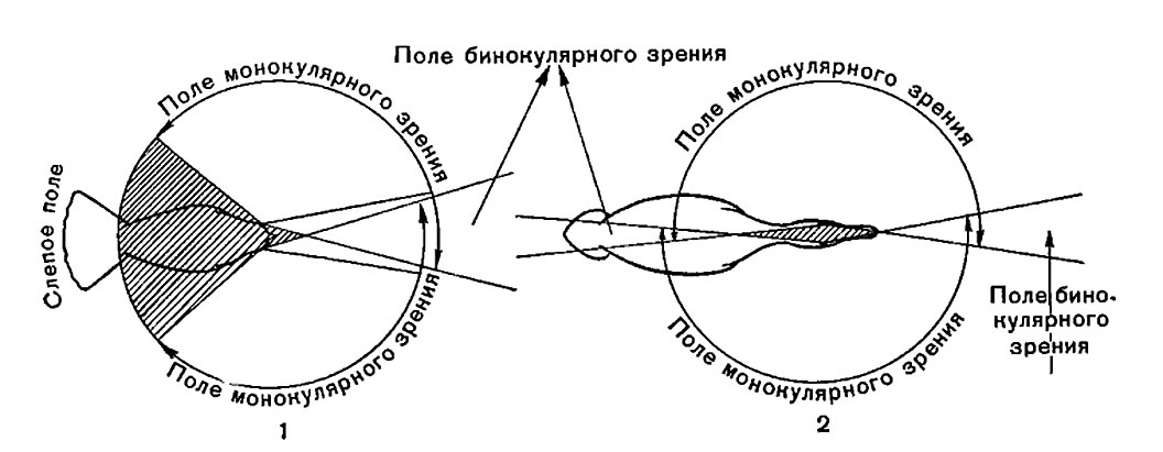 Бинокулярные глаза. Бинокулярное зрение человека схема. Схема монокулярного зрения птиц. Бинокулярное зрение и монокулярное зрение птиц. Бинокулярное зрение у птиц.