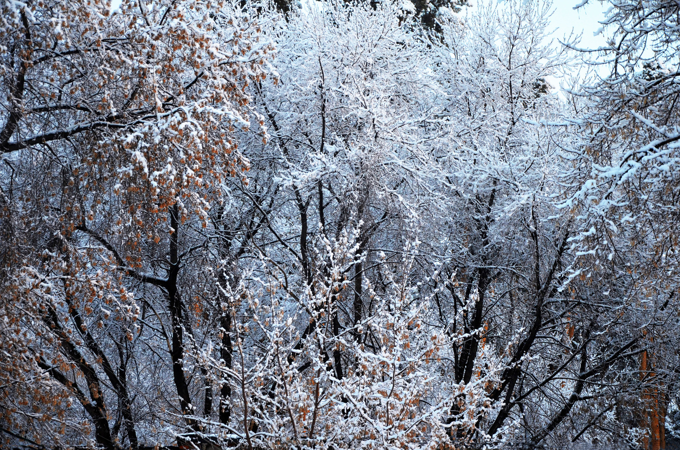 Самый холодный апрель. Апрель холодно Кировская область. Мороз когда спадет картинки. Погода ветренно и снежно.