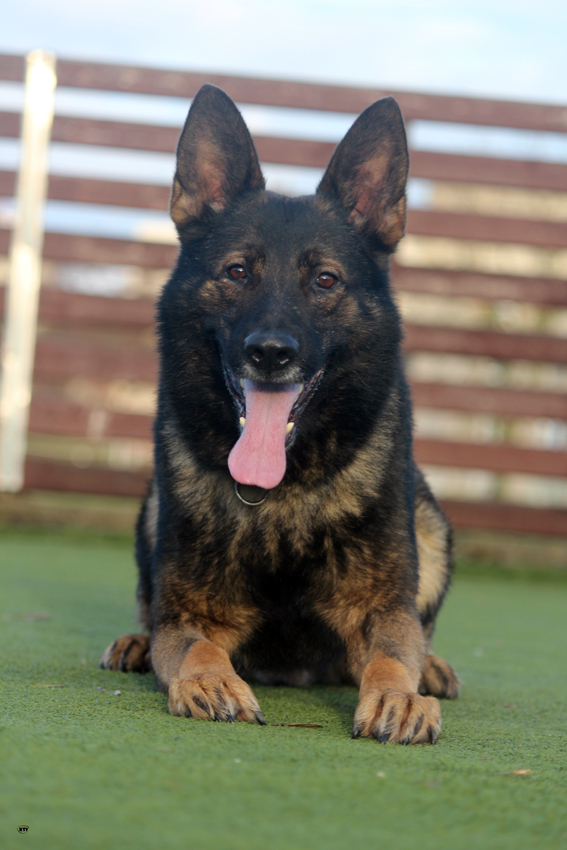 Климсвевик питомник немецкой овчарки. Питомник рабочих немецких. Питомник штази немецкие овчарки. Питомник штази беларусь. Питомник рабочих немецких.