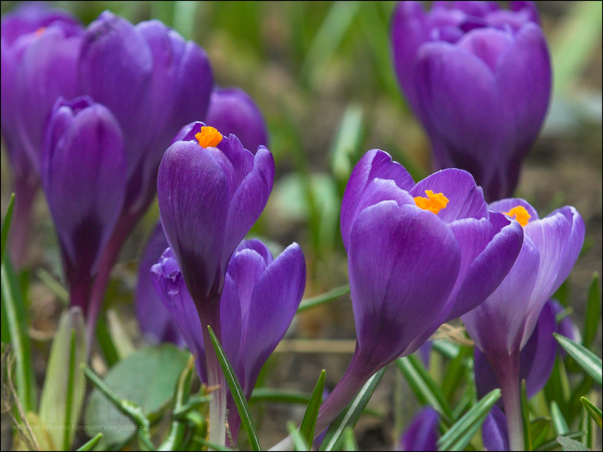 Цветной весенний. Крокус полевой. Лавандовый Крокус – Lavender Crocus. Крокус весенний фиолетовый. Первые весенние цветы крокусы.