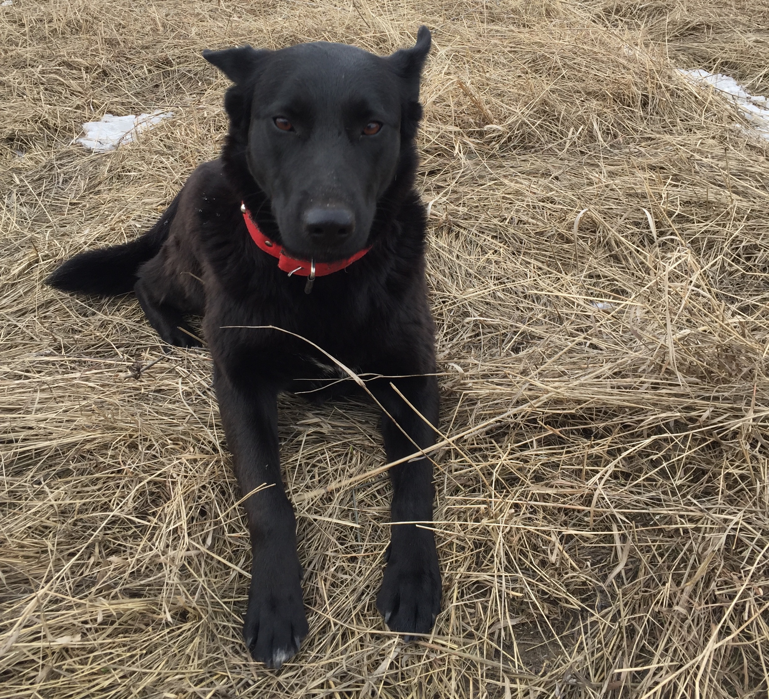чёрная собака в демихово. черные и потерянные. черные и потерянные. пропала черная овчарка. коты 7 месяцев.