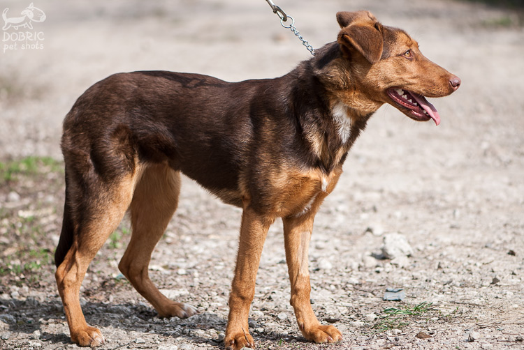 Dog 4 us. Догтра на четыре собаки.