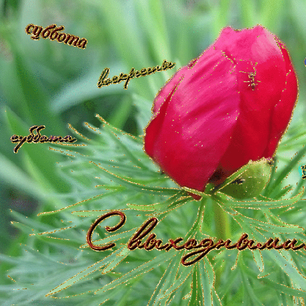 Открытки с днём рождения нинуля. Цветы для нины. Ютуб нинуля новый день последнее. Поздравления с днём рождения нине красивые. Открытка с добрым утром женщине.