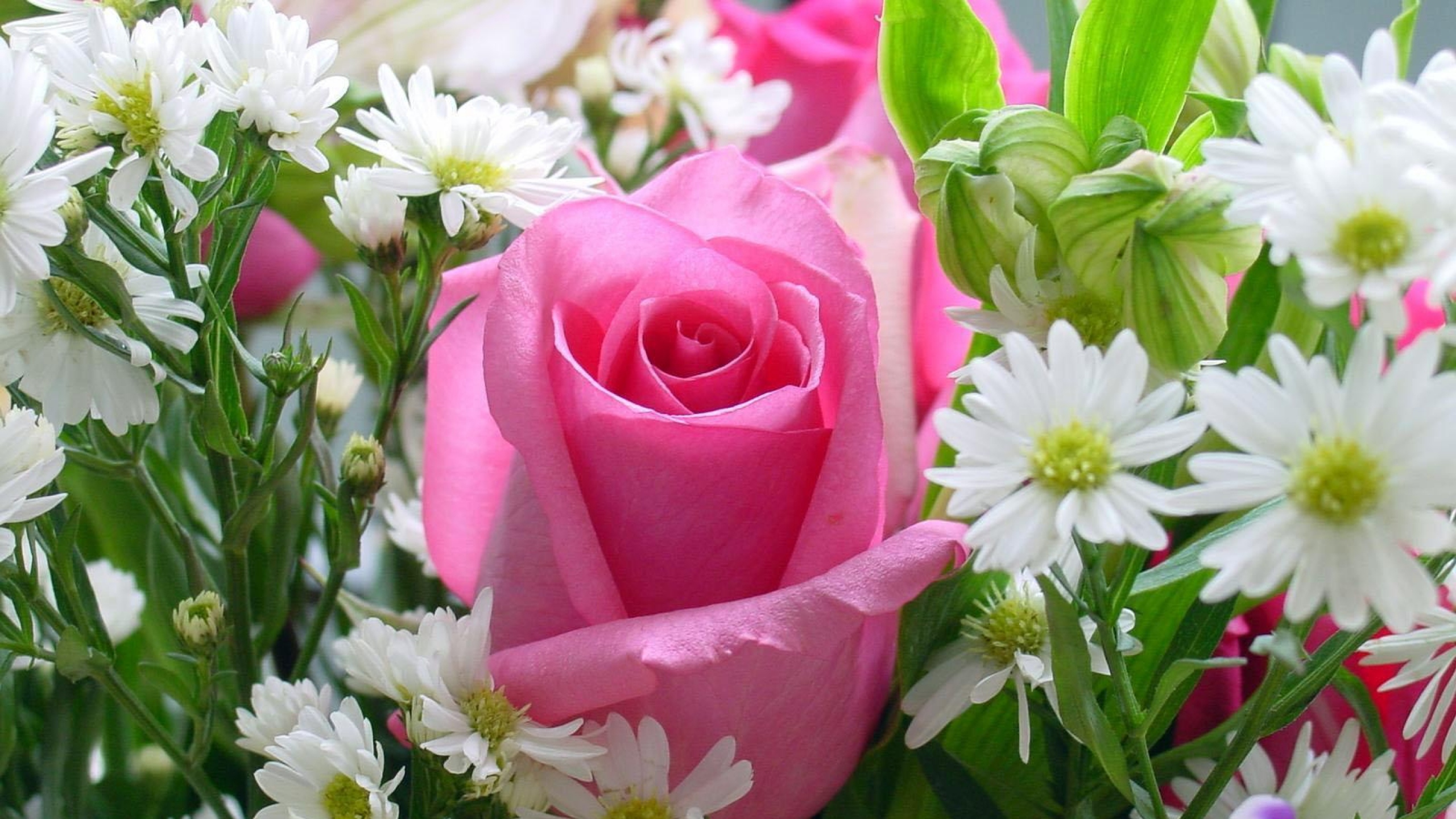 цветы букет ромашки розовые загрузить