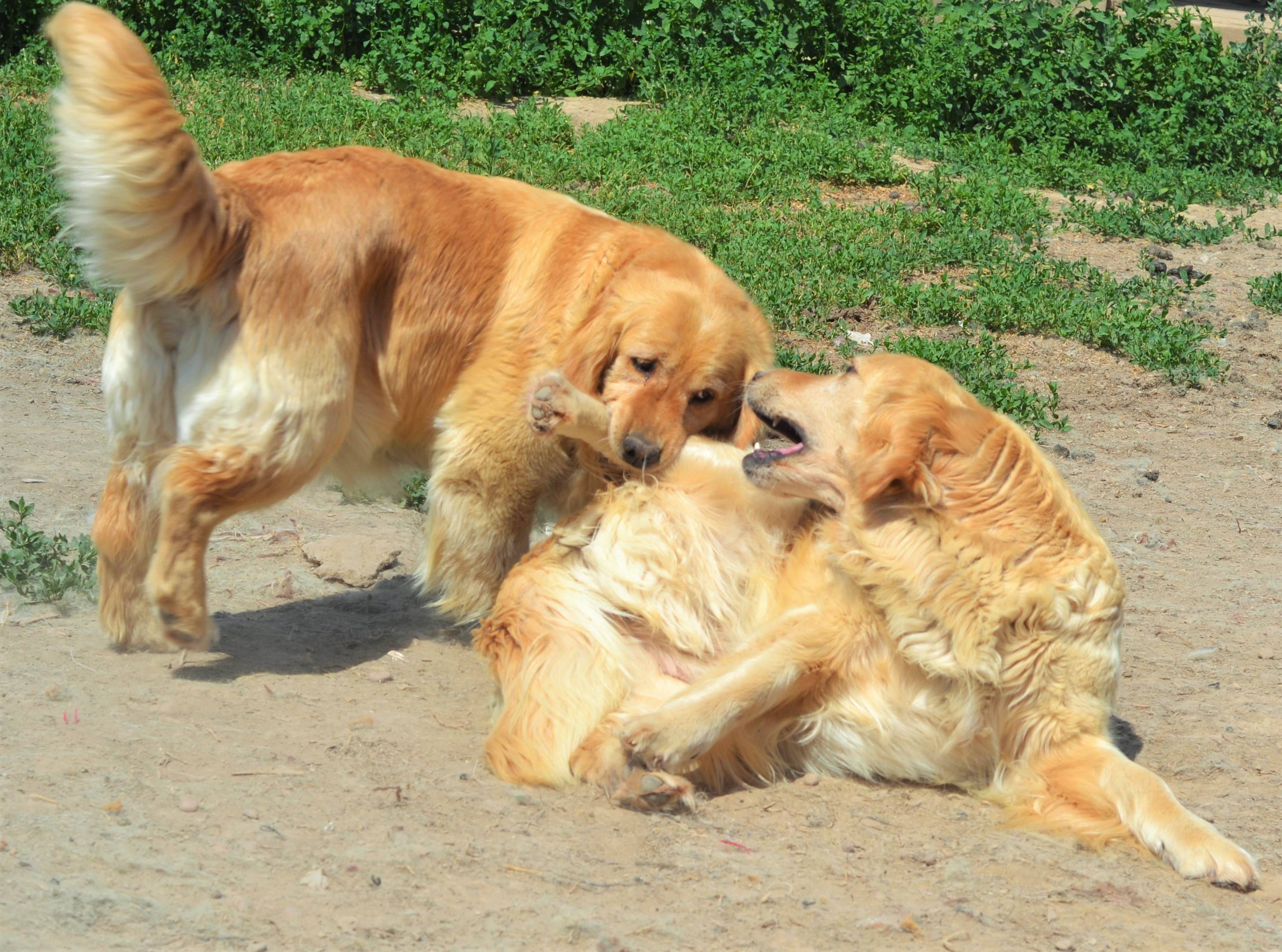 Golden Retriever Porn