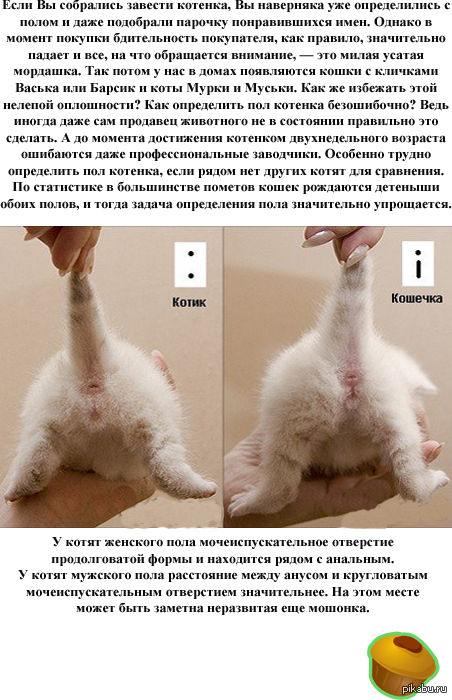 Фото Котят По Месяцам